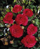 ROSE DE TAVEL® Rosier buisson à fleurs groupées