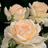 SWEET LOVE® Rosier buisson à grandes fleurs