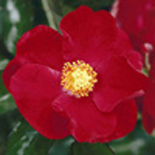 VESUVIA® Rosier les Décorosiers