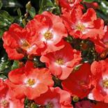 ISALIA® Rosier les Décorosiers