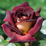 EDDY MITCHELL® Rosier buisson à grandes fleurs