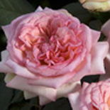 GEORGE SAND® Rosier buisson à grandes fleurs