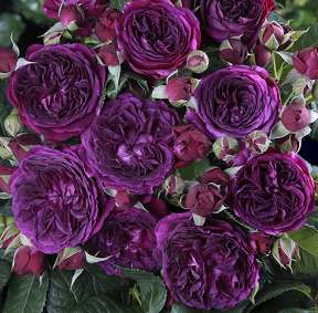 PURPLE LODGE® Rosier buisson à grandes fleurs