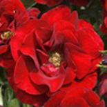ROSE DE FLEURIE® Rosier buisson à fleurs groupées