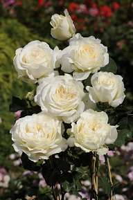 IRINA BONDARENKO® Rosier buisson à grandes fleurs