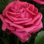 PARFUM D’EDIROSE