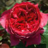 ALAIN SOUCHON® Rosier buisson à grandes fleurs